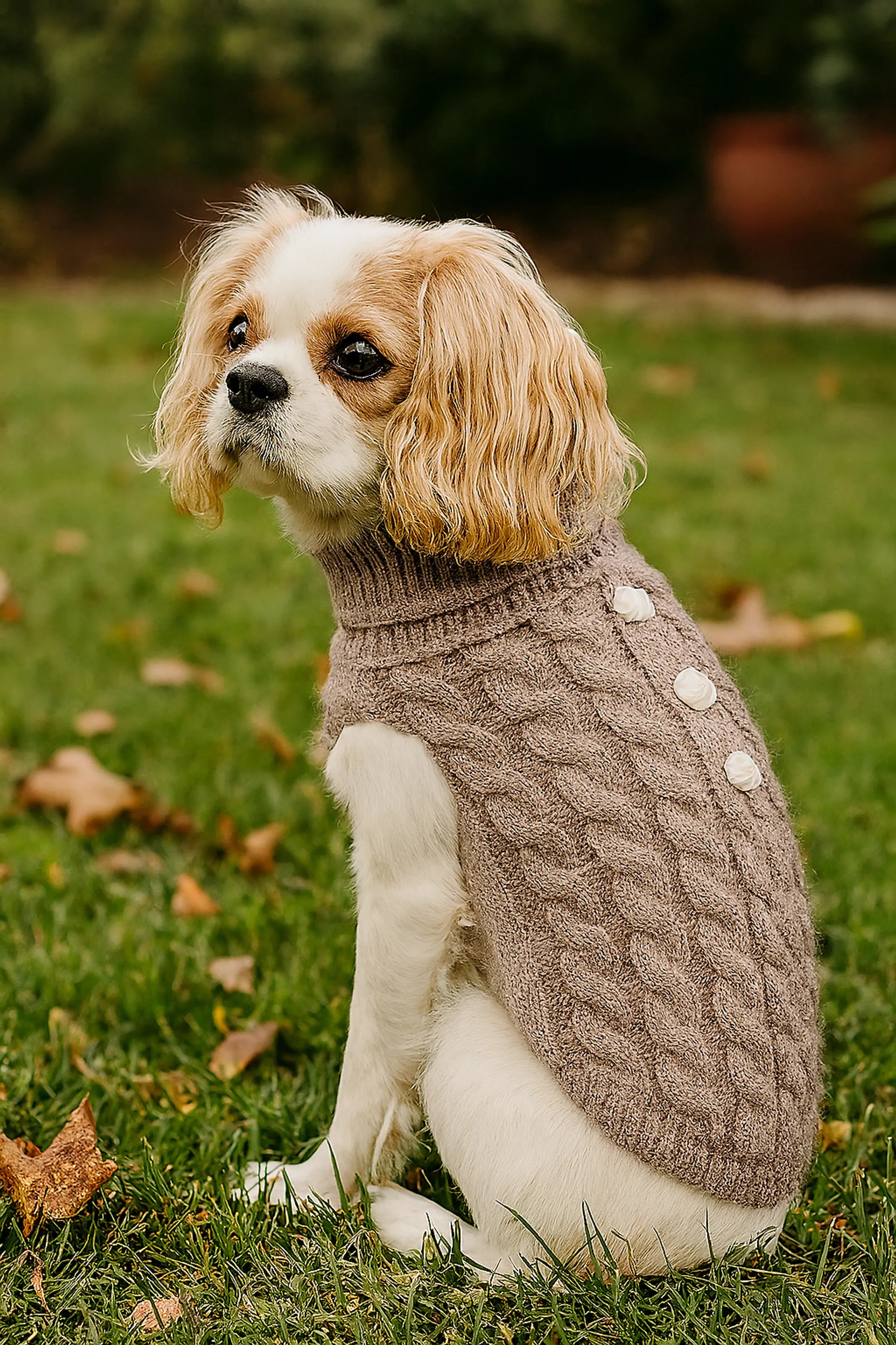 Pumpkin Pie Pearl Knit Dog Sweater