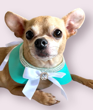 Sniffany Blue Neck Collar- Dog Neck Collar