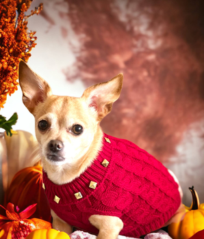 Studded Knit Turtleneck- Dog Sweater