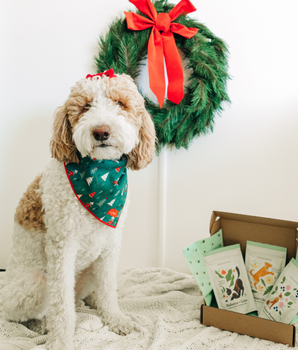 Pawliday Treat Bundle