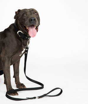 Midnight Black Cork Leather Leash