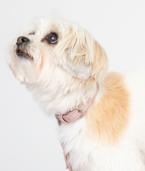 Love Pink Cork Leather Collar