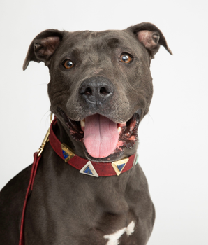 Ruby Red Cork Leather Collar