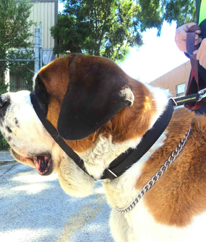 Dog Collar - Canny Colossus