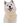 Bandoggies Dog Bandana - June