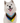 Bandoggies Dog Bandana - Progress Pride