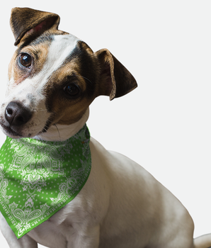 Bandoggies Dog Bandana - Kelly Green Paisley