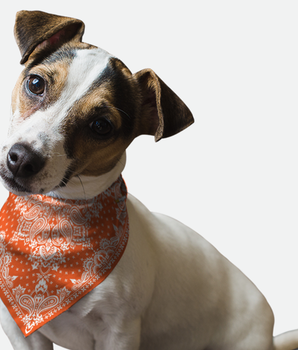 Bandoggies Dog Bandana - Orange Paisley