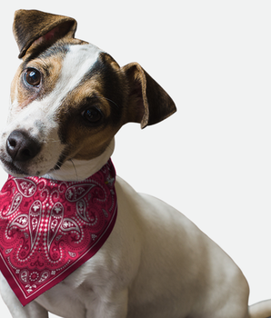 Bandoggies Dog Bandana - Pink Paisley