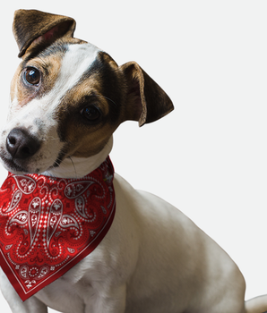 Bandoggies Dog Bandana - Red Paisley