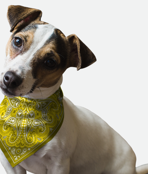 Bandoggies Dog Bandana - Yellow Paisley