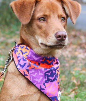 Spooky Bat Squares Dog Bandana