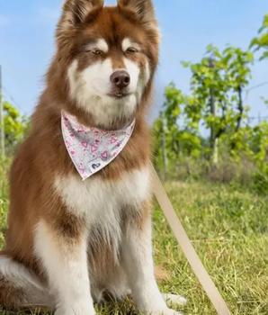 Cheers to Love Dog Bandana