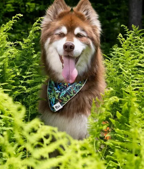 Magical Fern Forest Dog Bandana