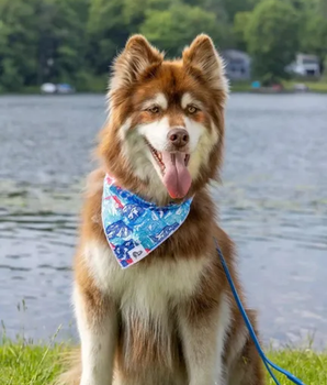 Painted Peaks Dog Bandana