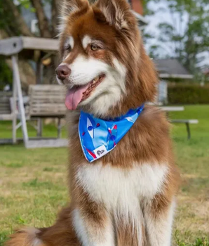 K9 Kayak Dog Bandana