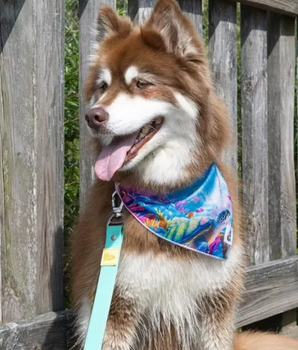 Sea Turtle Swim Dog Bandana