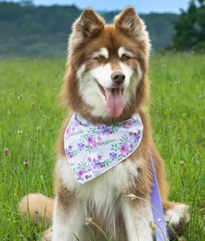 Wildflower Meadow Dog Bandana