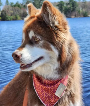 Twilight Trails Bandana