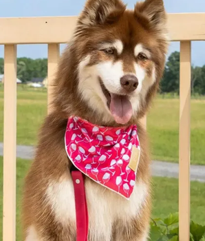 Red Mountain Syrah Dog Bandana