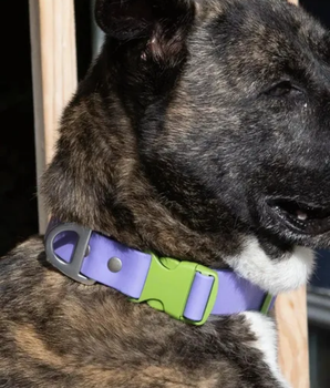 Lavender Garden Waterproof Dog Collar