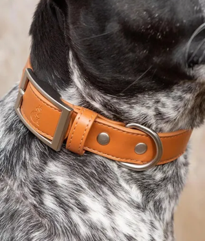 Sierra Sunrise Vegan Leather Dog Collar