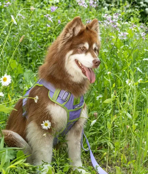 Lavender Garden Ultimate Dog Harness