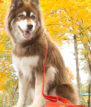 Scarlet Peaks Waterproof Leash