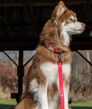 Red Mountain Syrah Waterproof Dog Leash