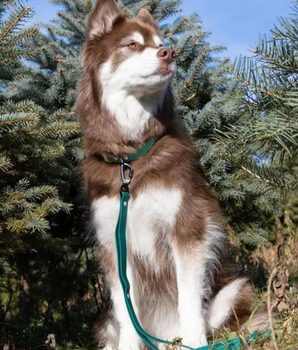 Siberian Spruce Waterproof Dog Leash