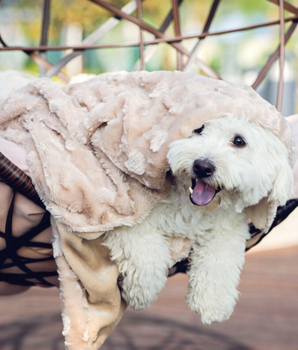 Velvet Blanky Pet Blanket