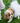 White Bridal Dog Tutu Skirt (XS)