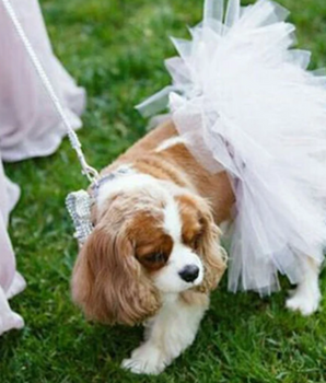 White Bridal Dog Tutu Skirt (XS)