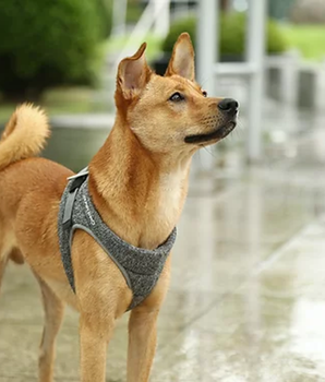 PETKIT Air Pro Dog Harness