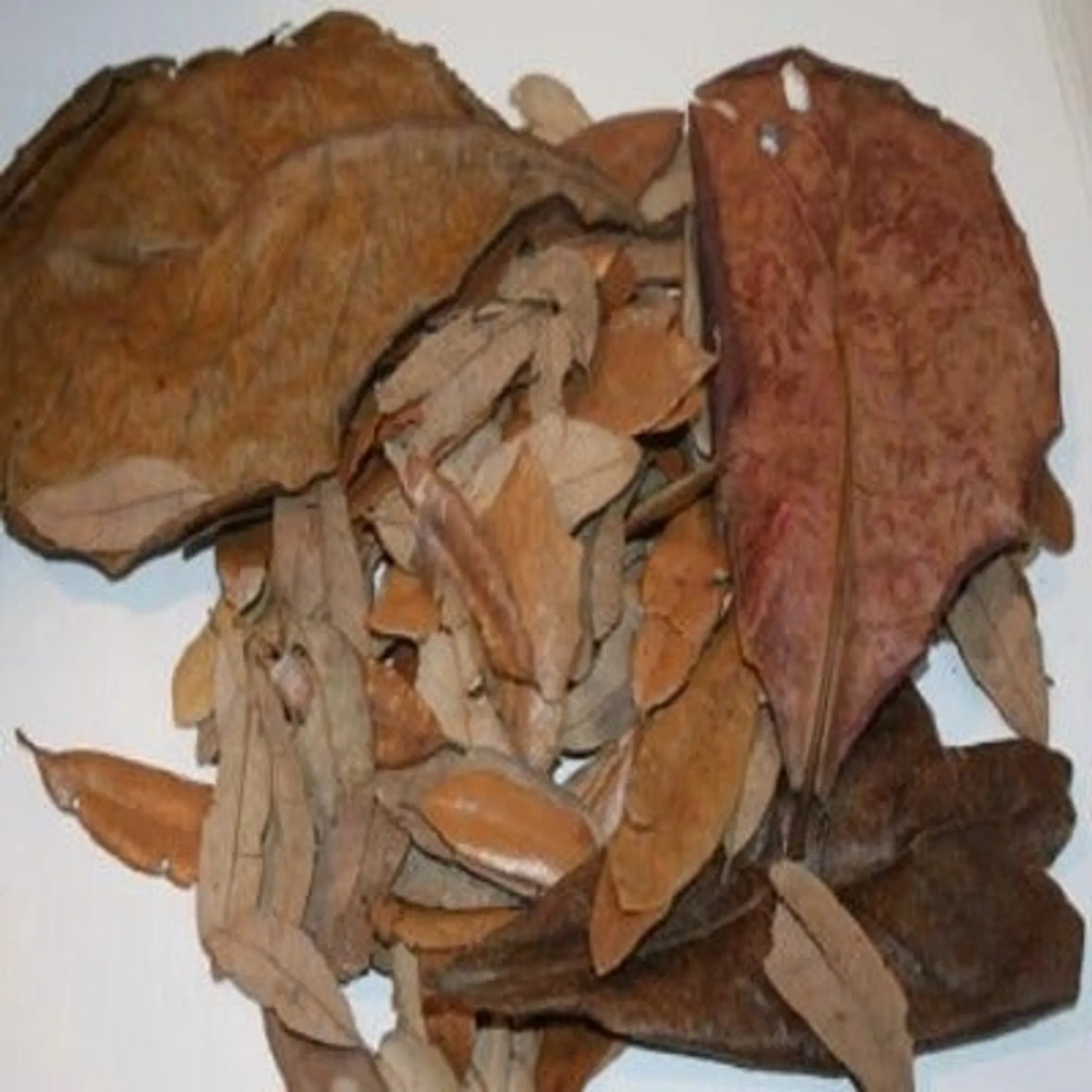 Jungle Bob Tropical Leaves